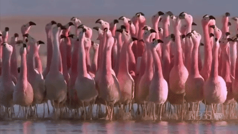 flamingo en bande